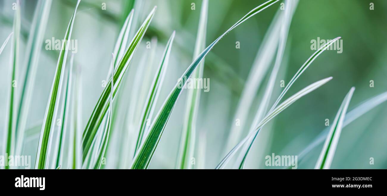 Decorative green and white striped grass. Arrhenatherum elatius bulbosum variegatum. Soft focus. Natural background. Stock Photo