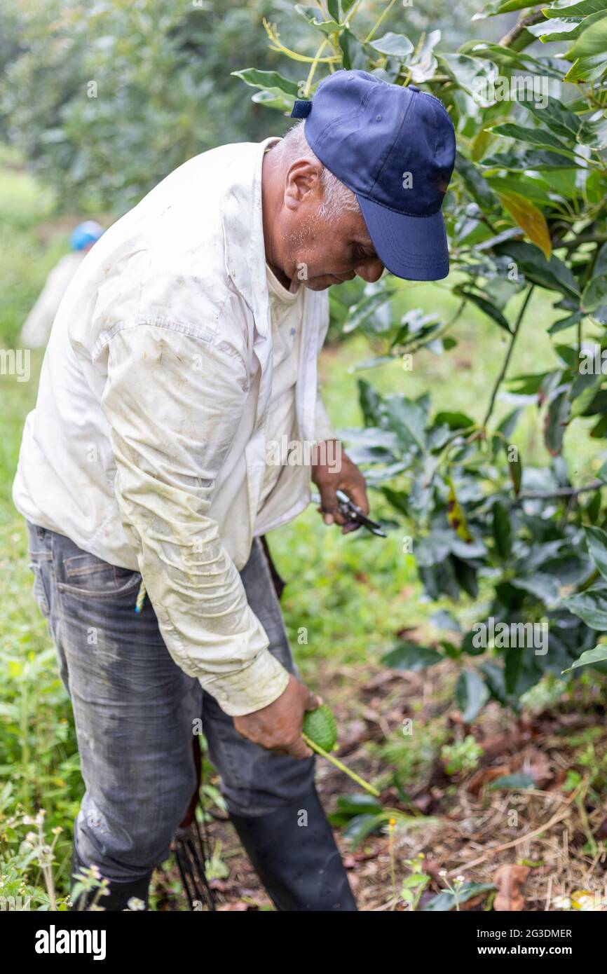 Vertical shot of a farmer working in the avocado plantation Stock Photo