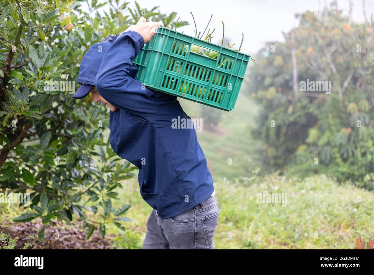 young farmer carrying a basket full of freshly harvested avocados Stock Photo