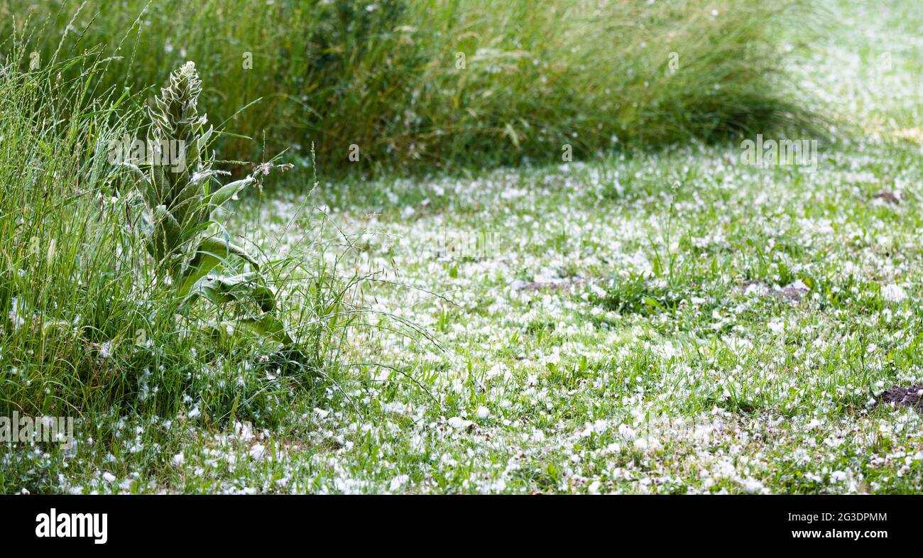 Laatzen, Germany. 16th June, 2021. Poplar fluff covers a meadow in an orchard in the Hanover region. The seed fibres of the poplars (Populus) are flying around in vast quantities these days and look like thick white snowflakes. Credit: Julian Stratenschulte/dpa/Alamy Live News Stock Photo