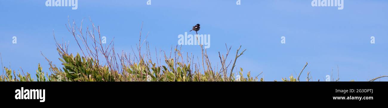 Panoramic shot of african stonechat bird perched on a green bush branch over a clear blue sky background. Photo taken in a coastal area Stock Photo