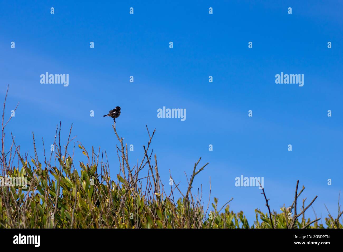 Small African stonechat standing on a bush branch against the vibrant blue sky. Landscape photography of bird in coastal area with copy space Stock Photo