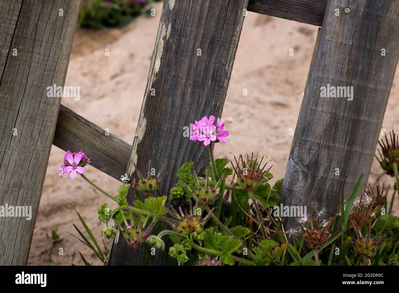 Cluster of pink mediterranean stork's bill flowers or erodium malacoides growing by a wooden fence on a sandy dune in the Portuguese coast Stock Photo