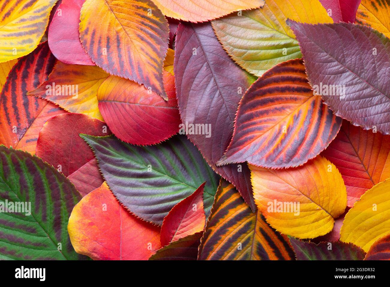 top view of red, green and yellow sakura leaves like background, Japanese autumn concept Stock Photo
