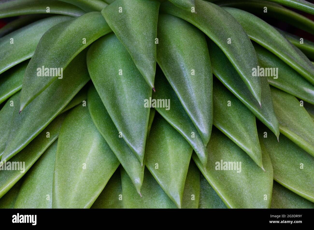 Detail of leaves of green 'lipstick echeveria' succulent plant or echeveria agavoides. Texture background with botany concept Stock Photo