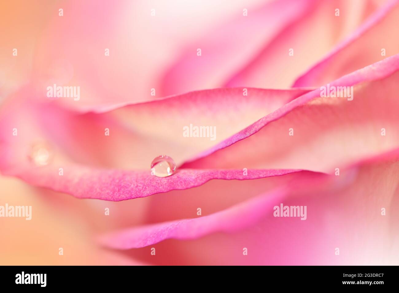 Beautiful Nature Background.Floral Art Design.Abstract Macro Photography.Pink Rose Flower.Pastel Flowers.Violet Background.Creative Artistic Wallpaper Stock Photo