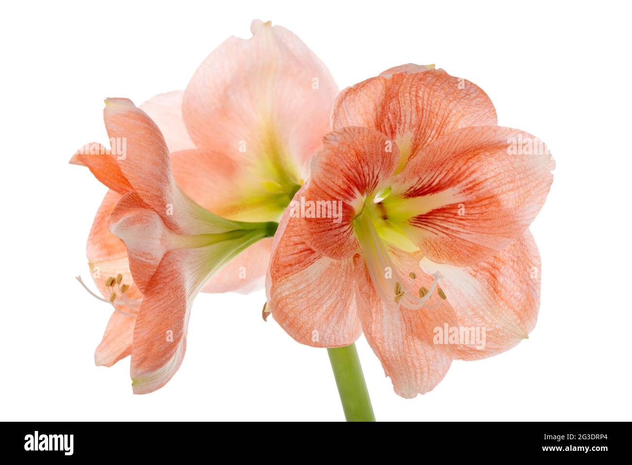 Beautiful orange Amaryllis flower or Hippeastrum isolated on white background, close up Stock Photo