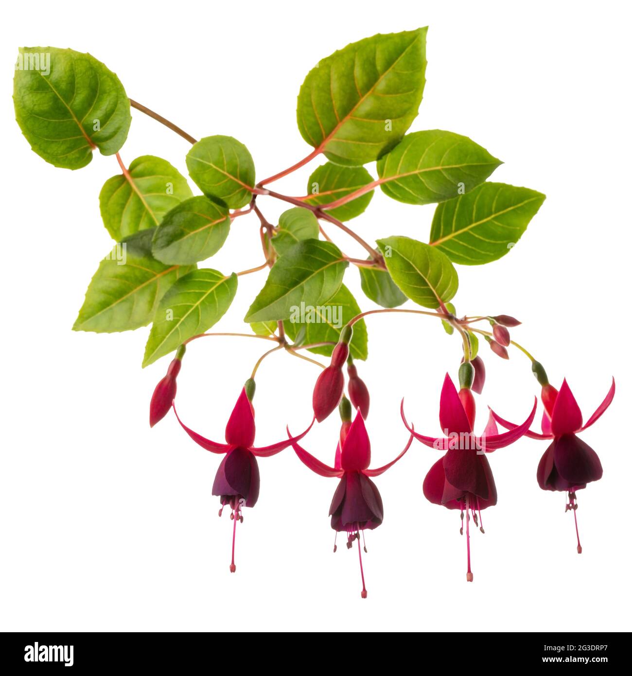 blooming red fuchsia flower is isolated on white background Stock Photo