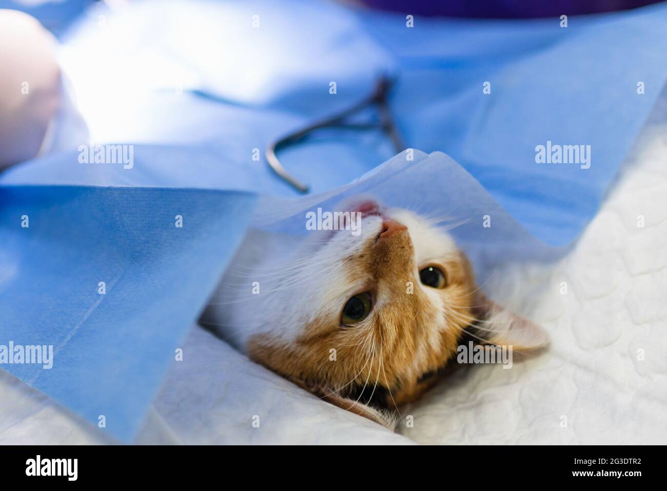 Cat on surgical table during surgery castration in veterinary clinic