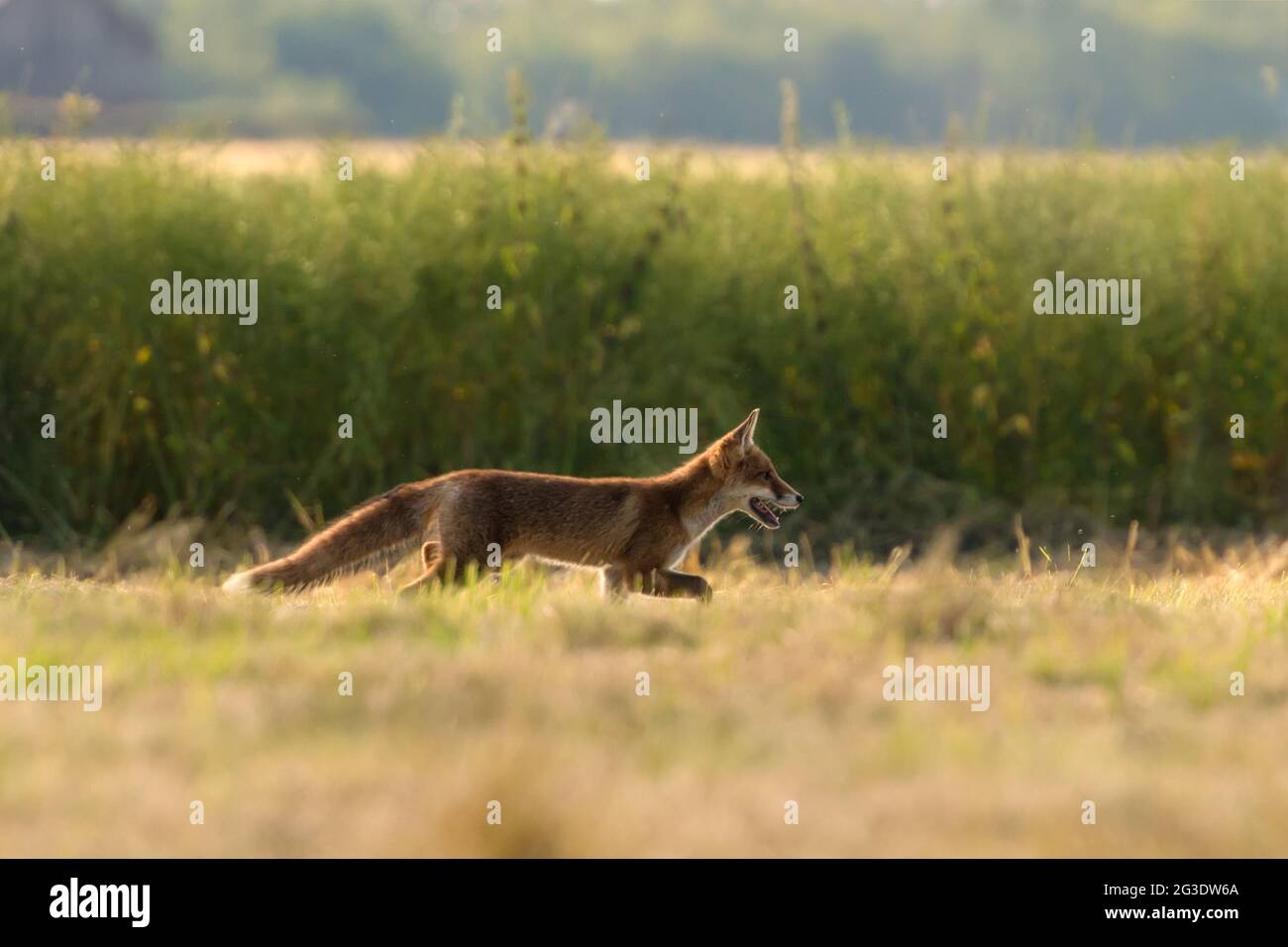 The red fox (Vulpes vulpes) is the largest of the true foxes and one of the most widely distributed members of the order Carnivora, being present acro Stock Photo
