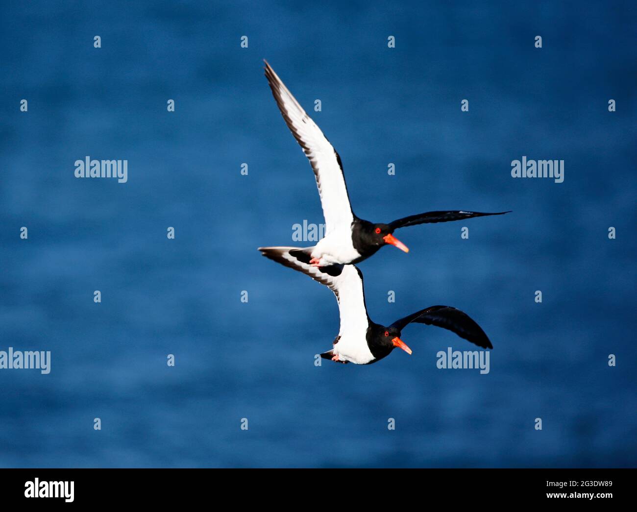 Oystercatchers along the coast of North Wales Stock Photo