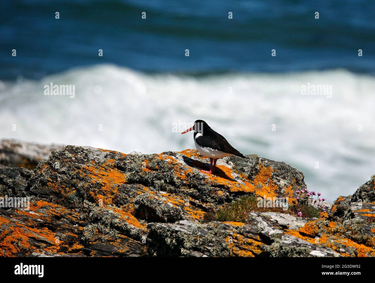 Oystercatcher image hires stock photography and images Alamy