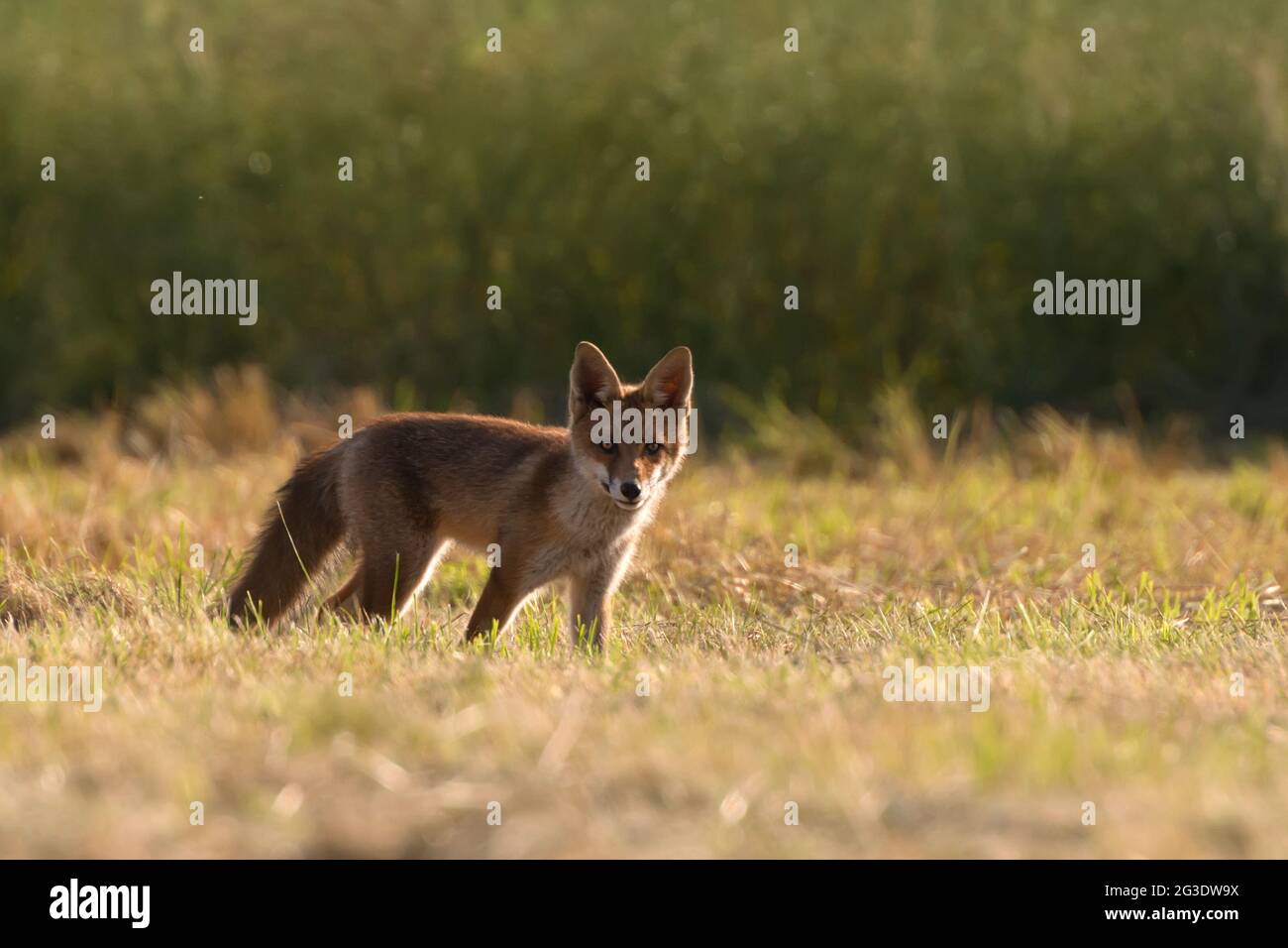 The red fox (Vulpes vulpes) is the largest of the true foxes and one of the most widely distributed members of the order Carnivora, being present acro Stock Photo