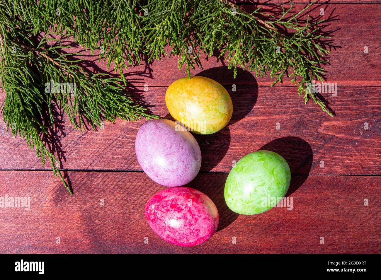 Four multicolored bright easter eggs and thuja branch lying on red wood deck Stock Photo