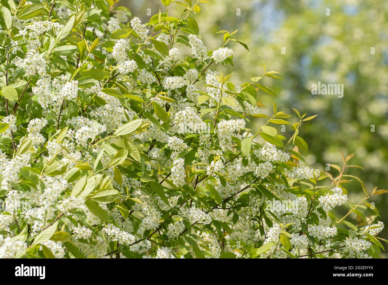 Beautiful fresh white and fragrant blooms of the bird cherry (Prunus padus) blossoming opulently  in Estonian nature in May Stock Photo