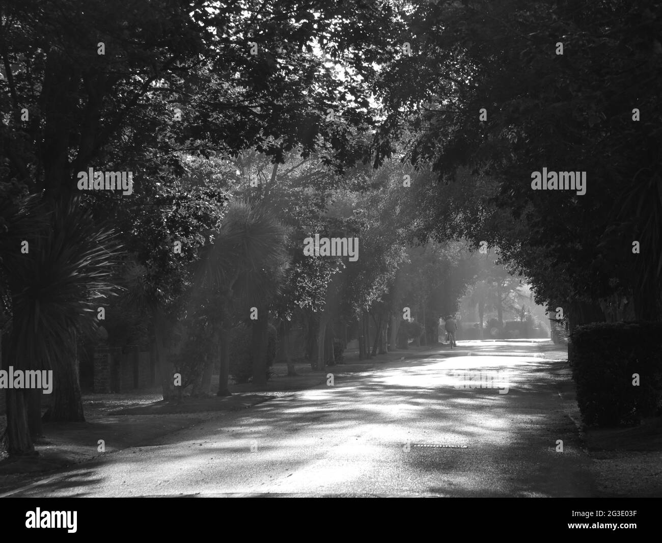 Black and white image of a suburban street at sunrise  with sunrays showing. Stock Photo