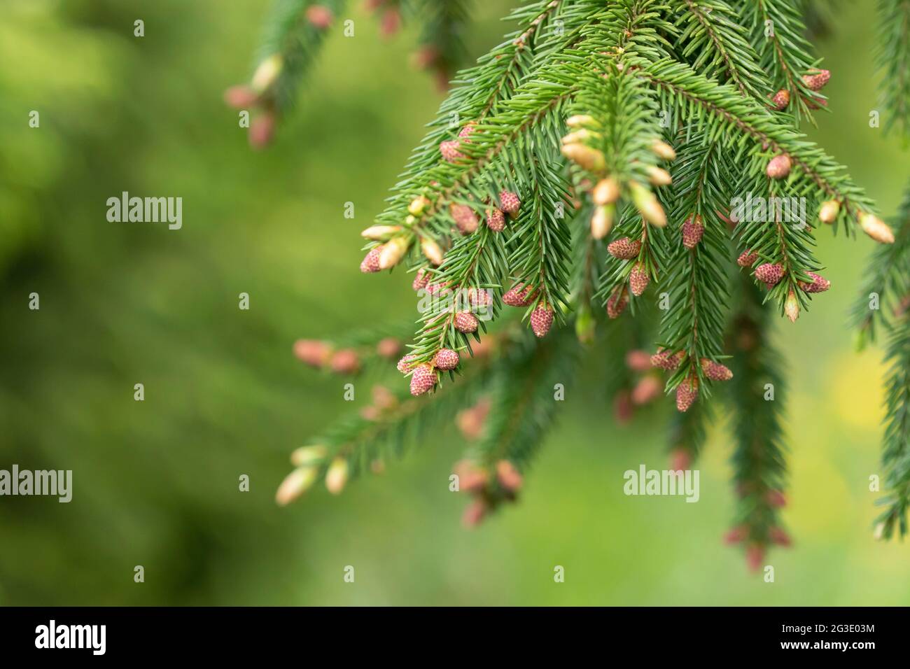 Young male reddish cones on a branch of European spruce (Picea abies) on a natural green background close-up Stock Photo