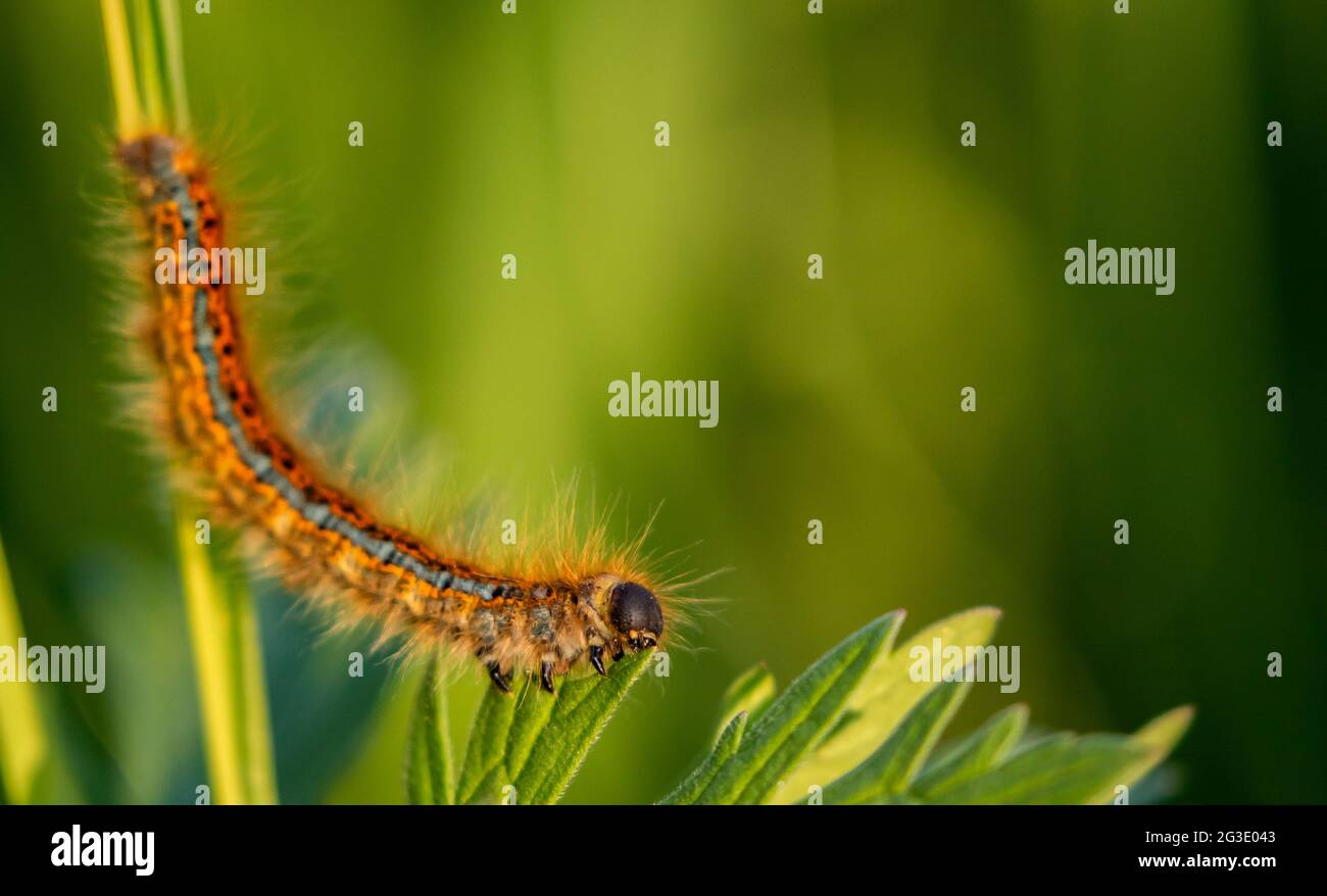 The caterpillar of Malacosoma castrense, ground lackey feeding on green leaves Stock Photo