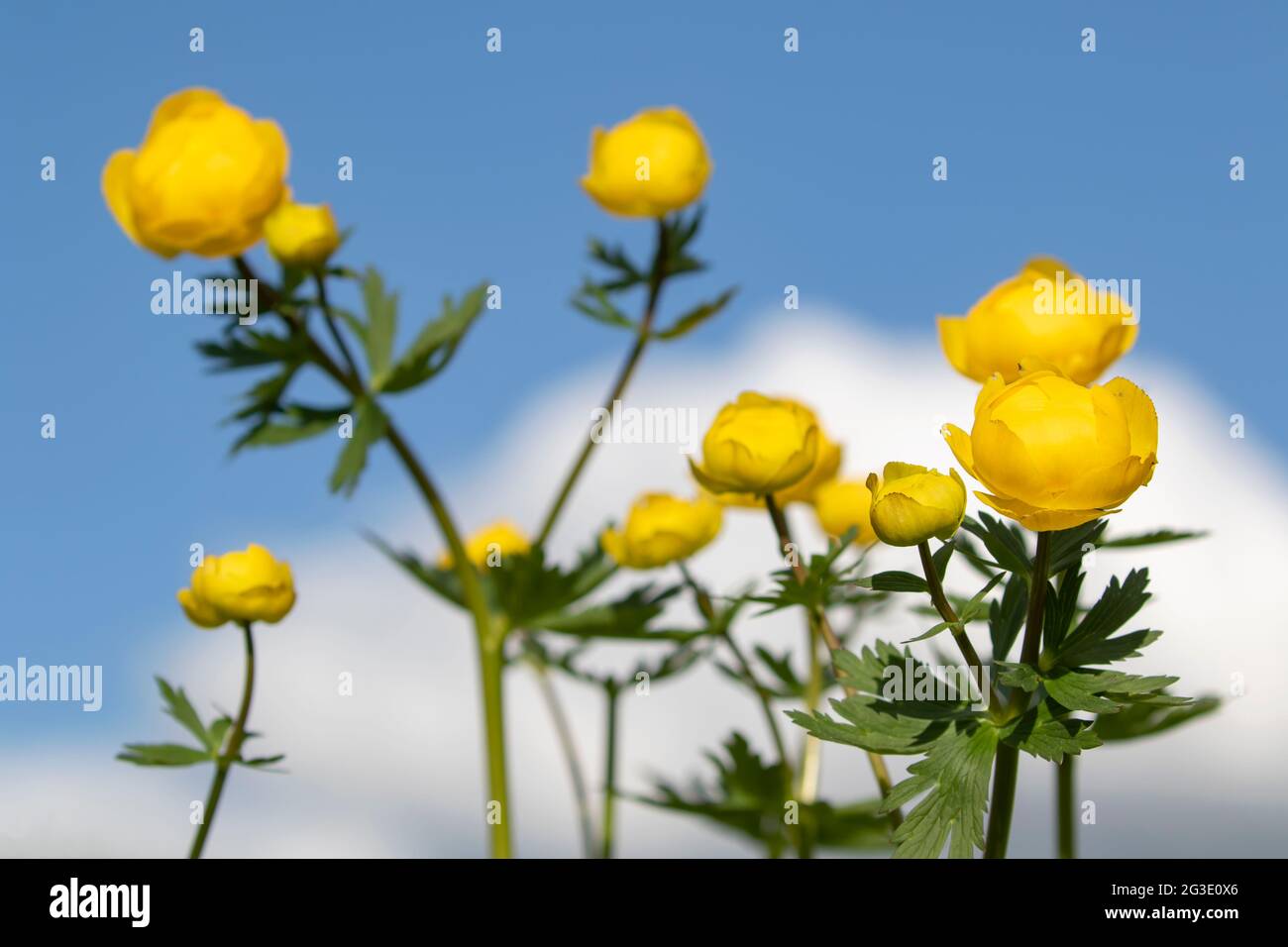 Globeflower (Trollius europaeus) blooms in yellow blossoms on a sunny summery day in Estonia, Northern Europe Stock Photo