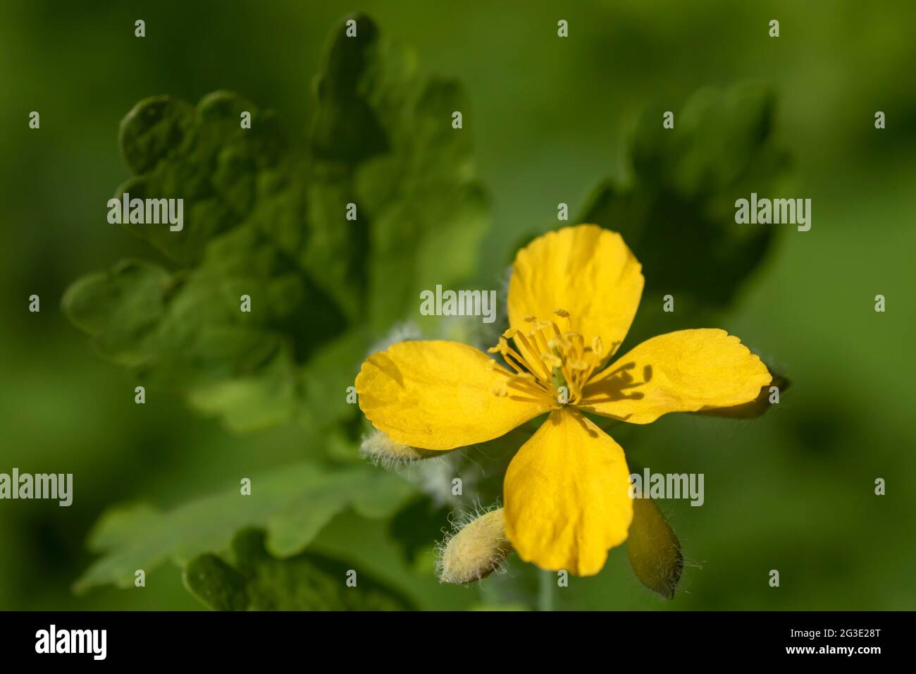 Yellow flower, buds and leaves of greater celandine (Chelidonium majus) Stock Photo