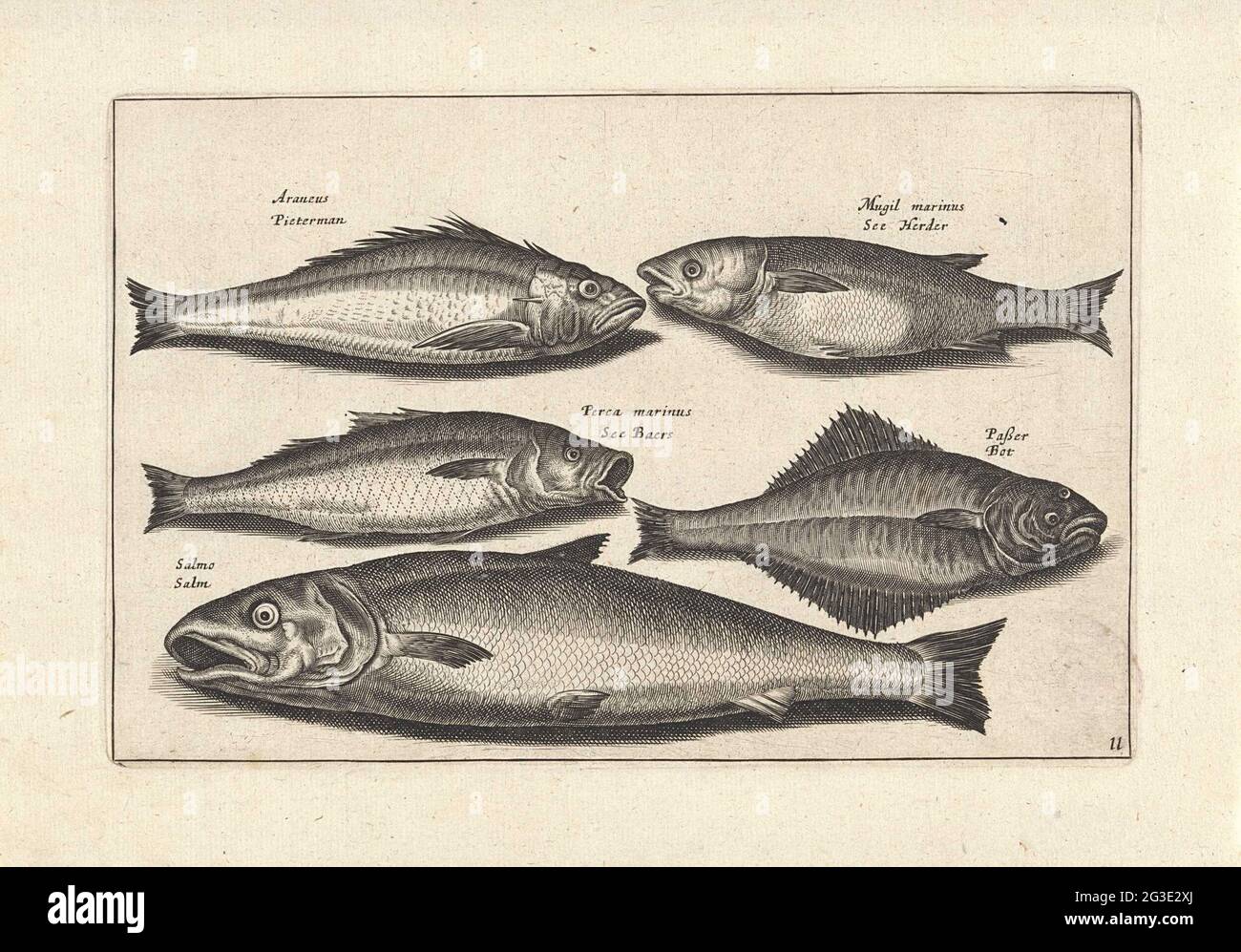 Salmon and four other fish; Fishing; PISCIUM VIVAE ICONES. A bone, sea