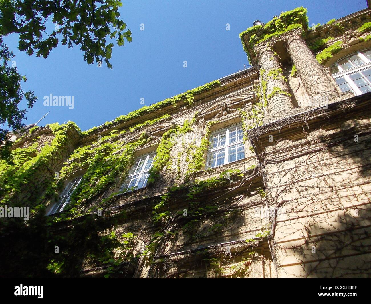 Facade of an old building braided by curly green plants against a blue ...