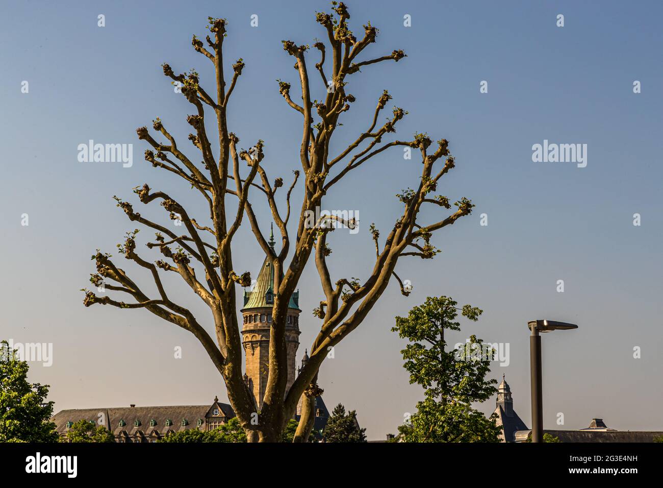 Tower of the State Bank and Savings Bank of Luxembourg behind a leafless plane tree Stock Photo