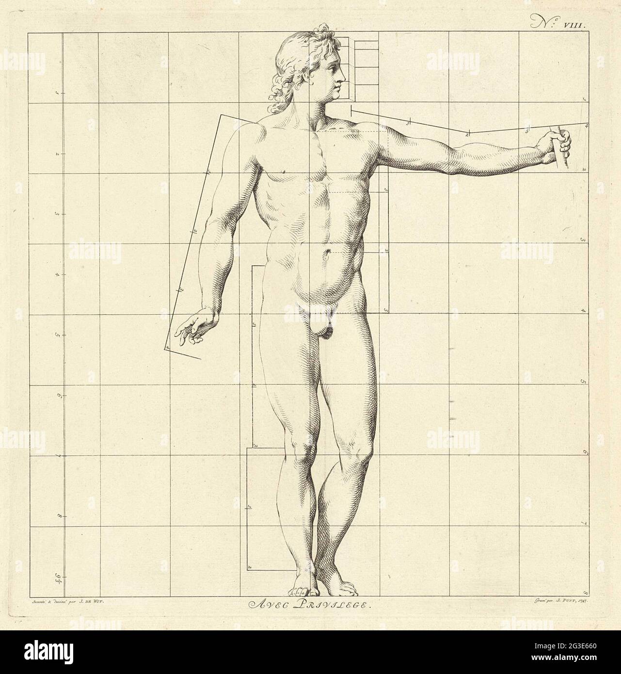 Proportions du corps humain du corps humain hires stock photography