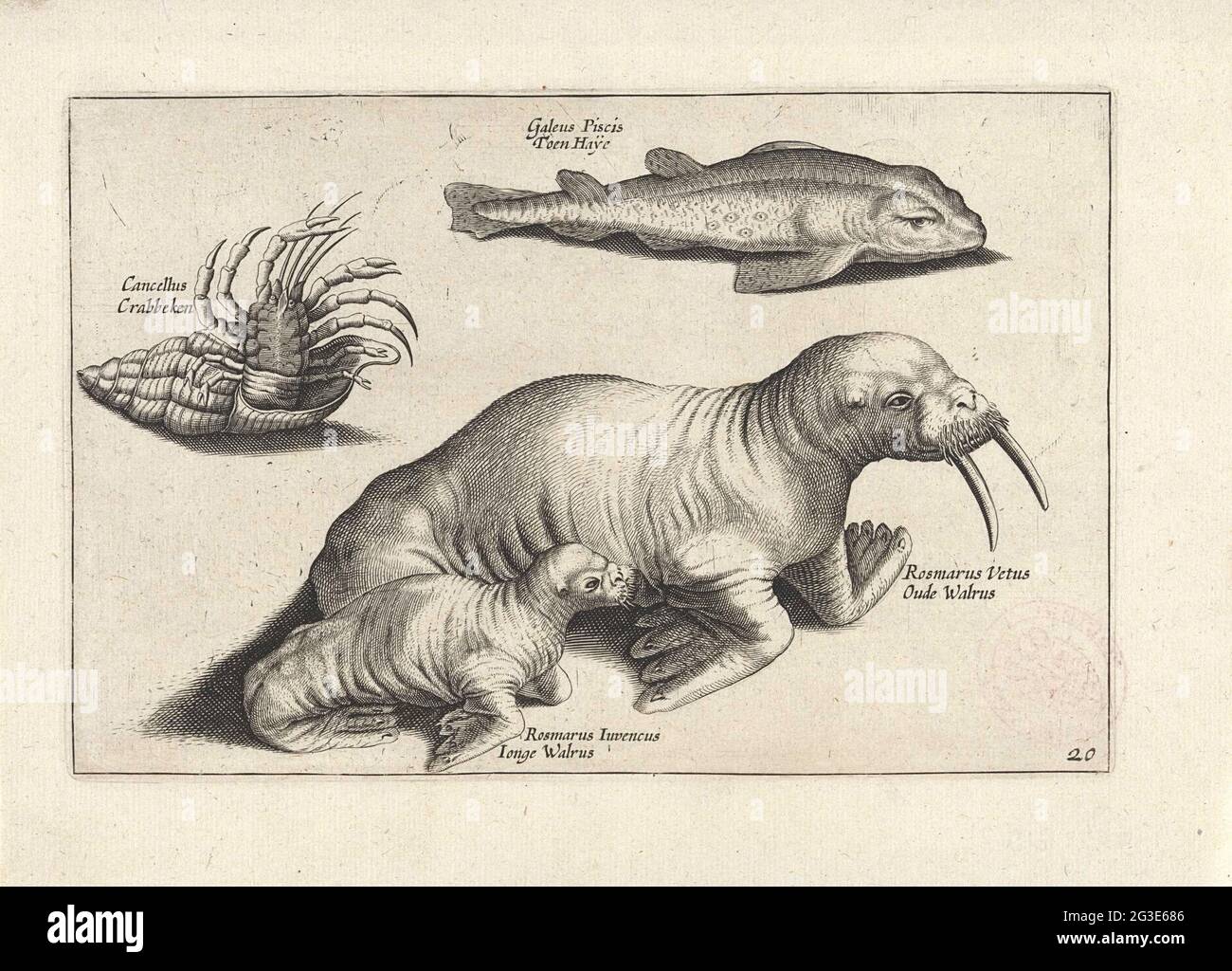 Labeled scientific name hi-res stock photography and images - Alamy