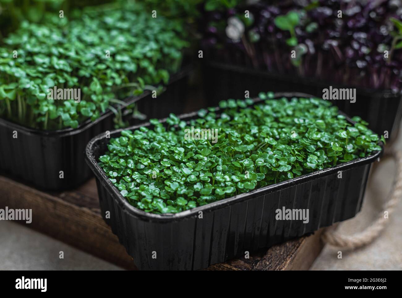 Different types of micro greens in containers. Seed germination at home ...