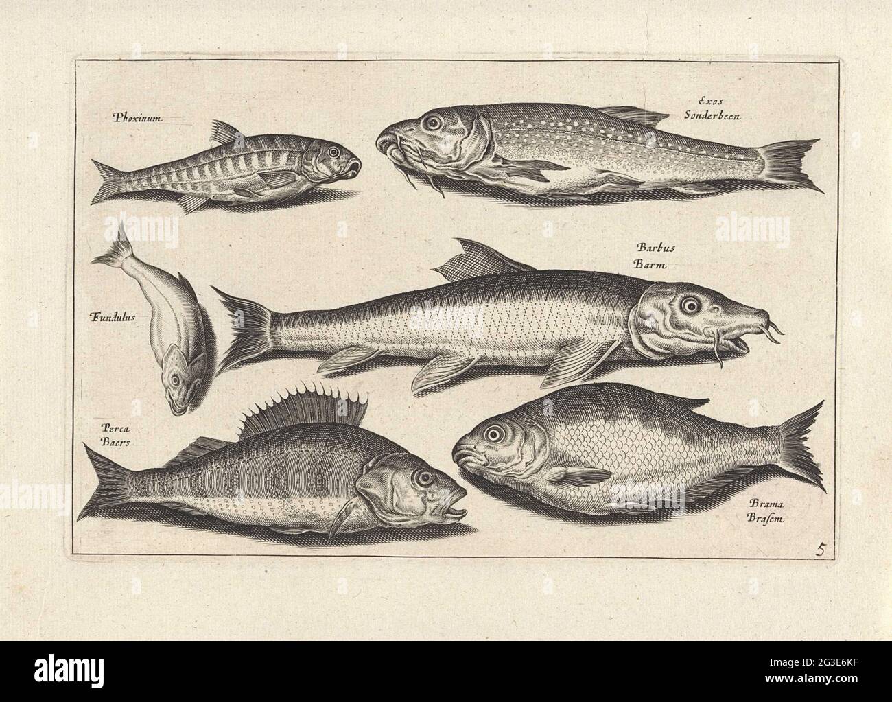 Six fish including a perch; Fishing; PISCIUM VIVAE ICONES. A phoxinus, a fundulus, a dotted fish, a barbus, a perch and a bream. Each fish is equipped with its name. The print is part of a series of fish as subject. Stock Photo