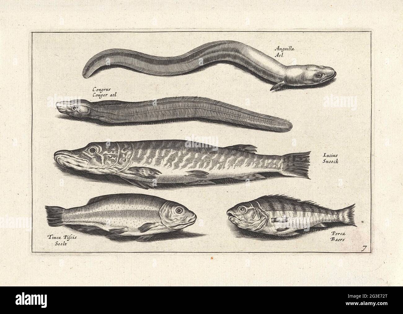 Three long fish and two other fish; Fishing; PISCIUM VIVAE ICONES. A ...