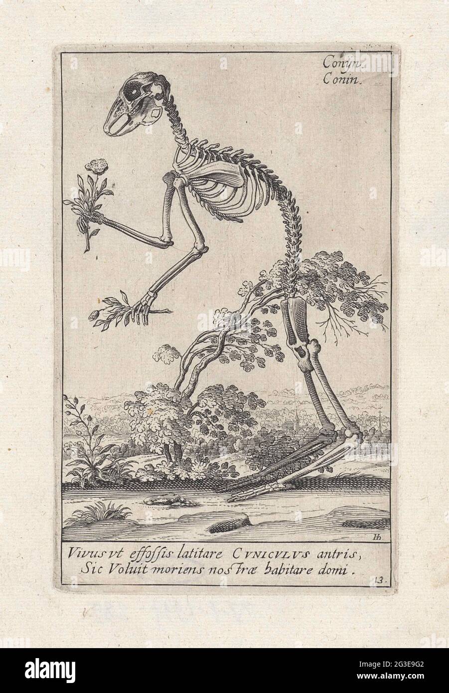 Skeleton of a rabbit; Animal skeletons. Skeleton of a standing rabbit with flowers in his legs. At the bottom of a two-legged text in Latin. Print from a series of representations of skeletons by the Printmakers Hendrick Hondius I (Newholst.243-258), Andries Jacobsz. Stock (Hollst.4-10) and Simon Frisius. Stock Photo