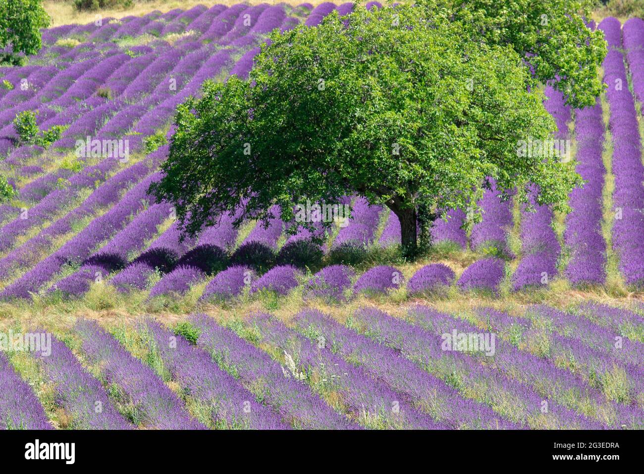 FRANCE. DROME (26) LE-BARRET-DE-LIOURE (REGIONAL NATURAL PARK OF BARONNIES OF PROVENCE) LANDSCAPE PAYSAGE TO DROWN (TREE)NG IN A FIELD OF LAVENDERS Stock Photo