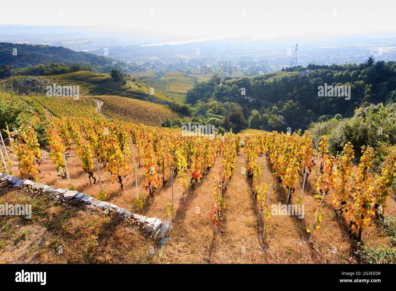 FRANCE. ARDECHE (07) THE VINEYARD WITH THE AUTUMN TYPE OF VINE SYRAH THE VALLEY OF THE RHONE Stock Photo