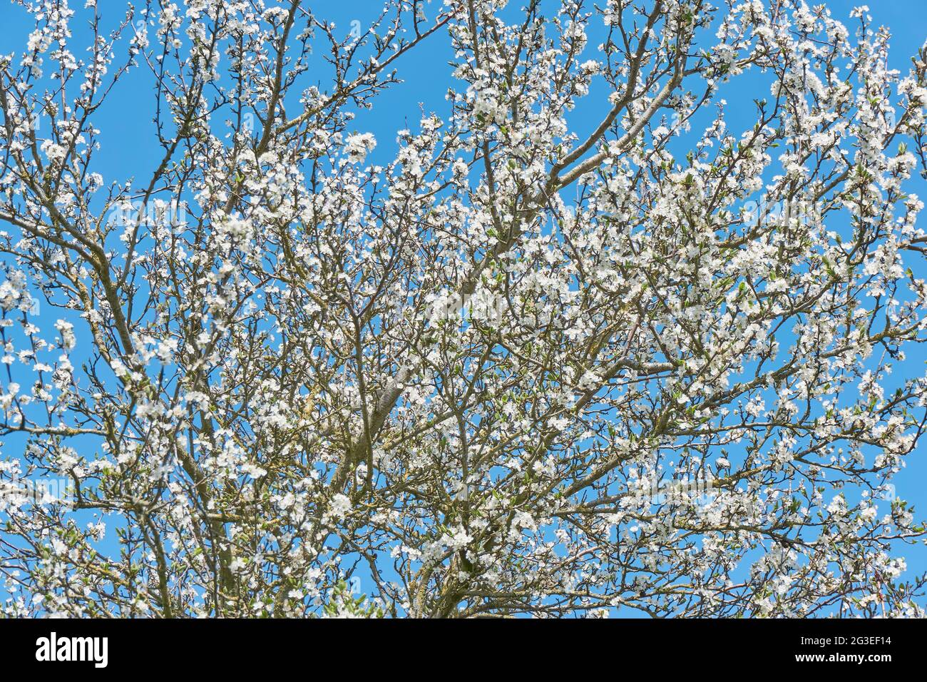 Plum tree in bloom. Many white plum flowers against a blue sky in spring. Seasonal change concept. Stock Photo