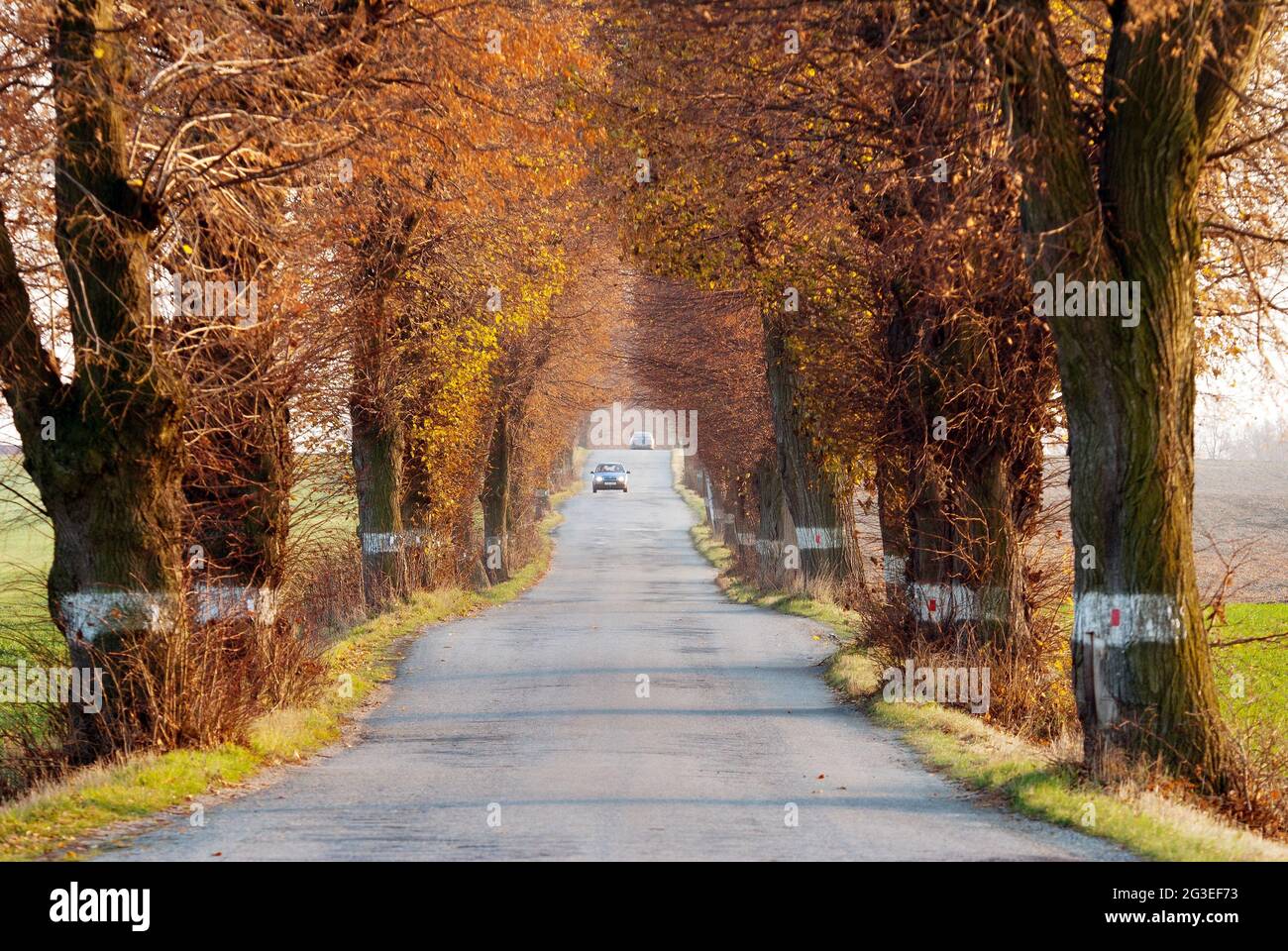 autumnal view of road with car and beautiful old alley of lime tree Stock Photo