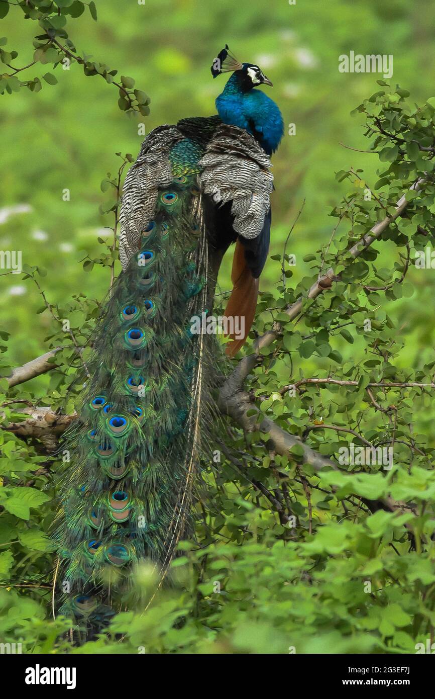 Colorfulbirds hires stock photography and images Alamy