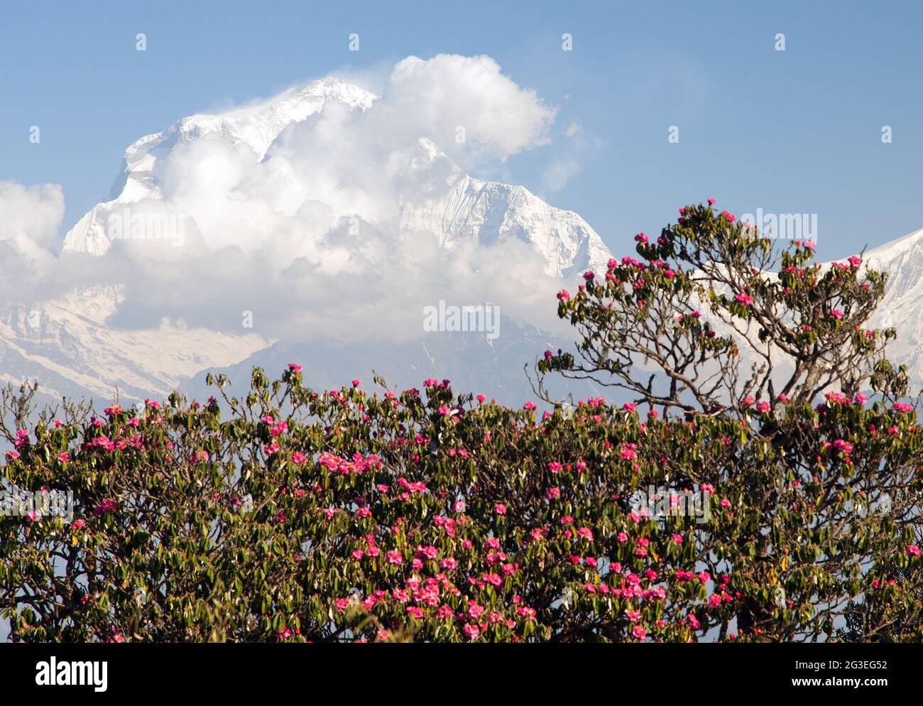 Dhaulagiri. Mount Dhaulagiri from Poon Hill view point and red rhododendrons, Nepal Stock Photo