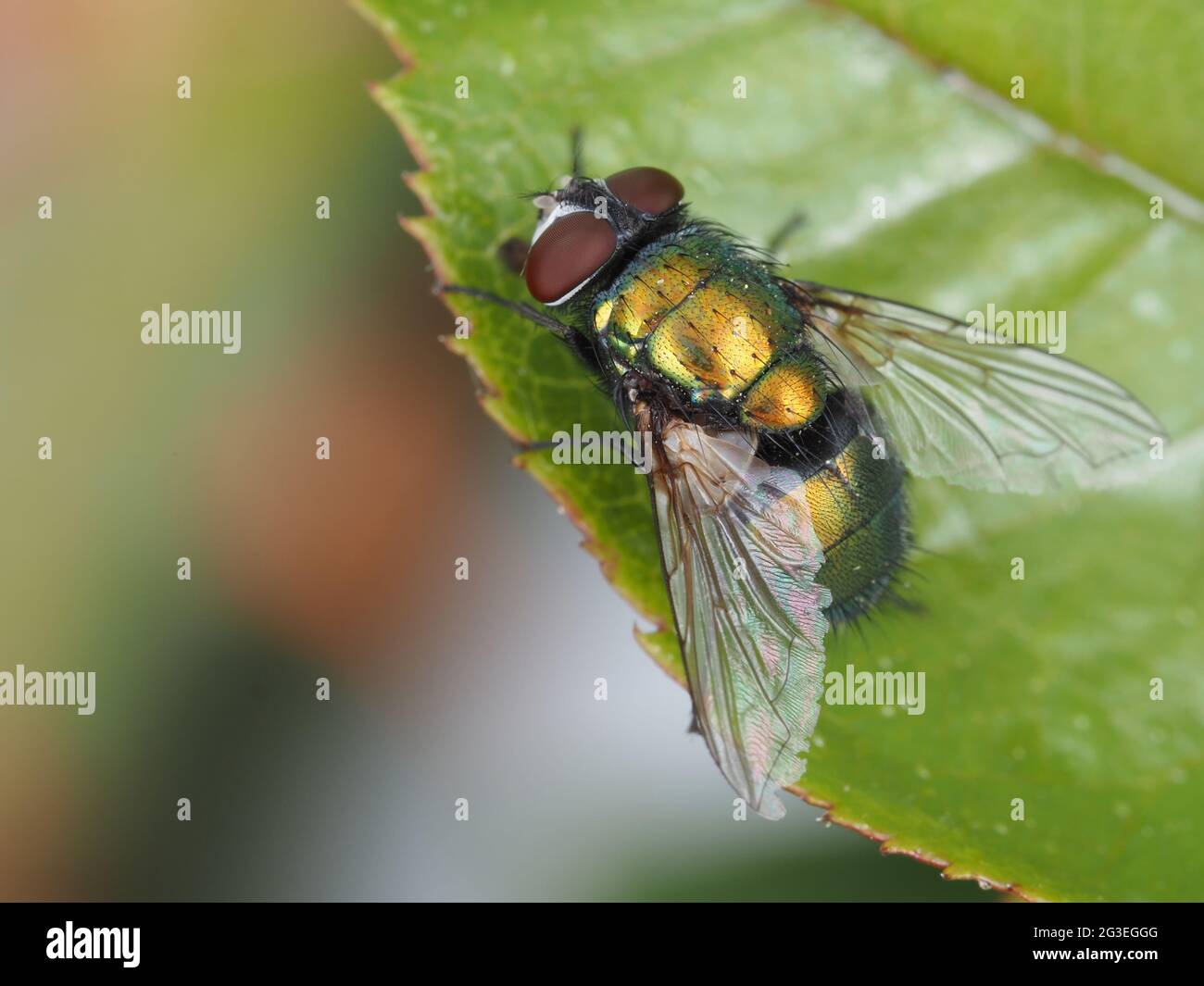 Green blow fly (Lucilia sp., most likely common green bottle fly - Lucilia sericata) Stock Photo