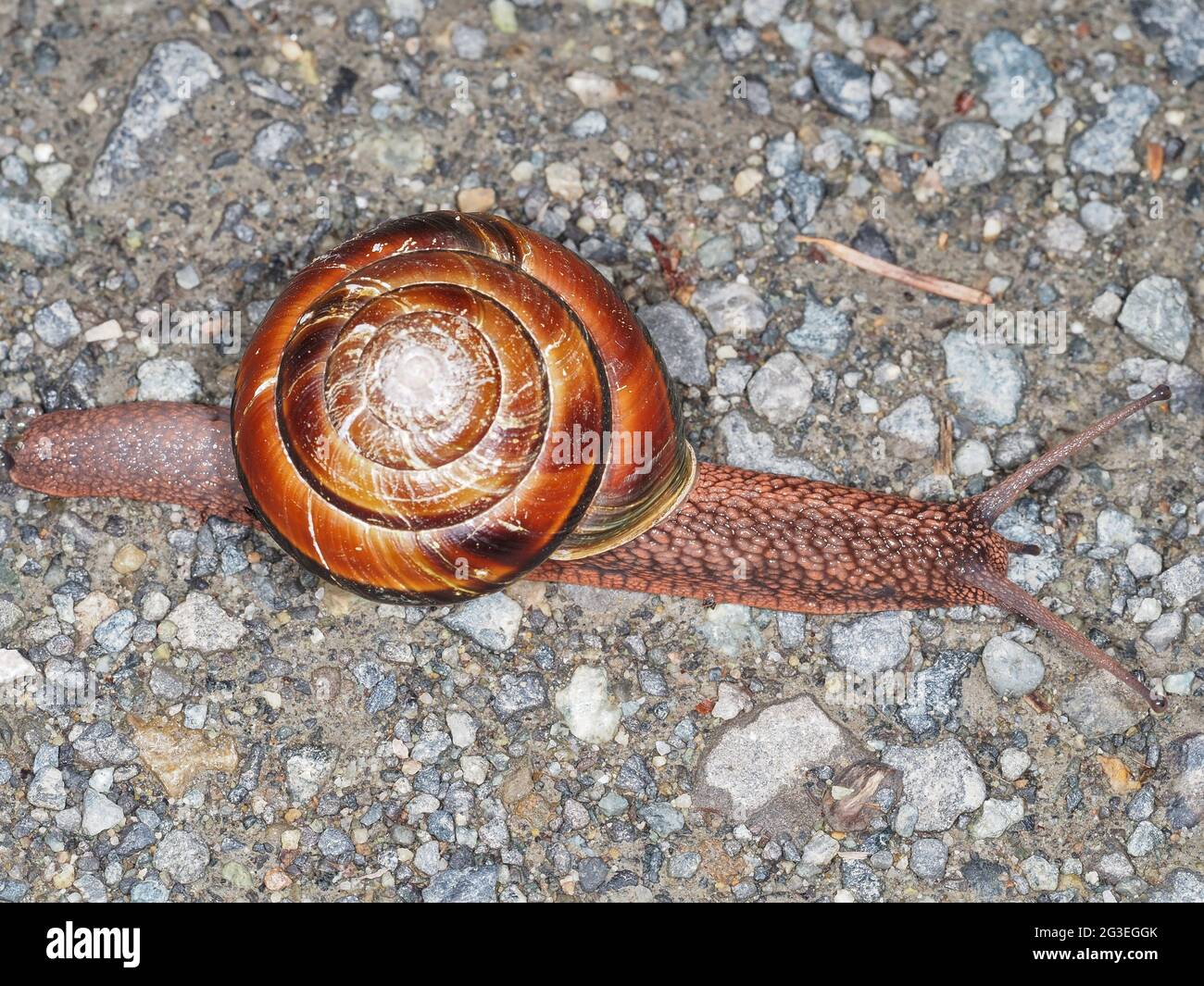Pacific sideband snail (Monadenia fidelis) Stock Photo