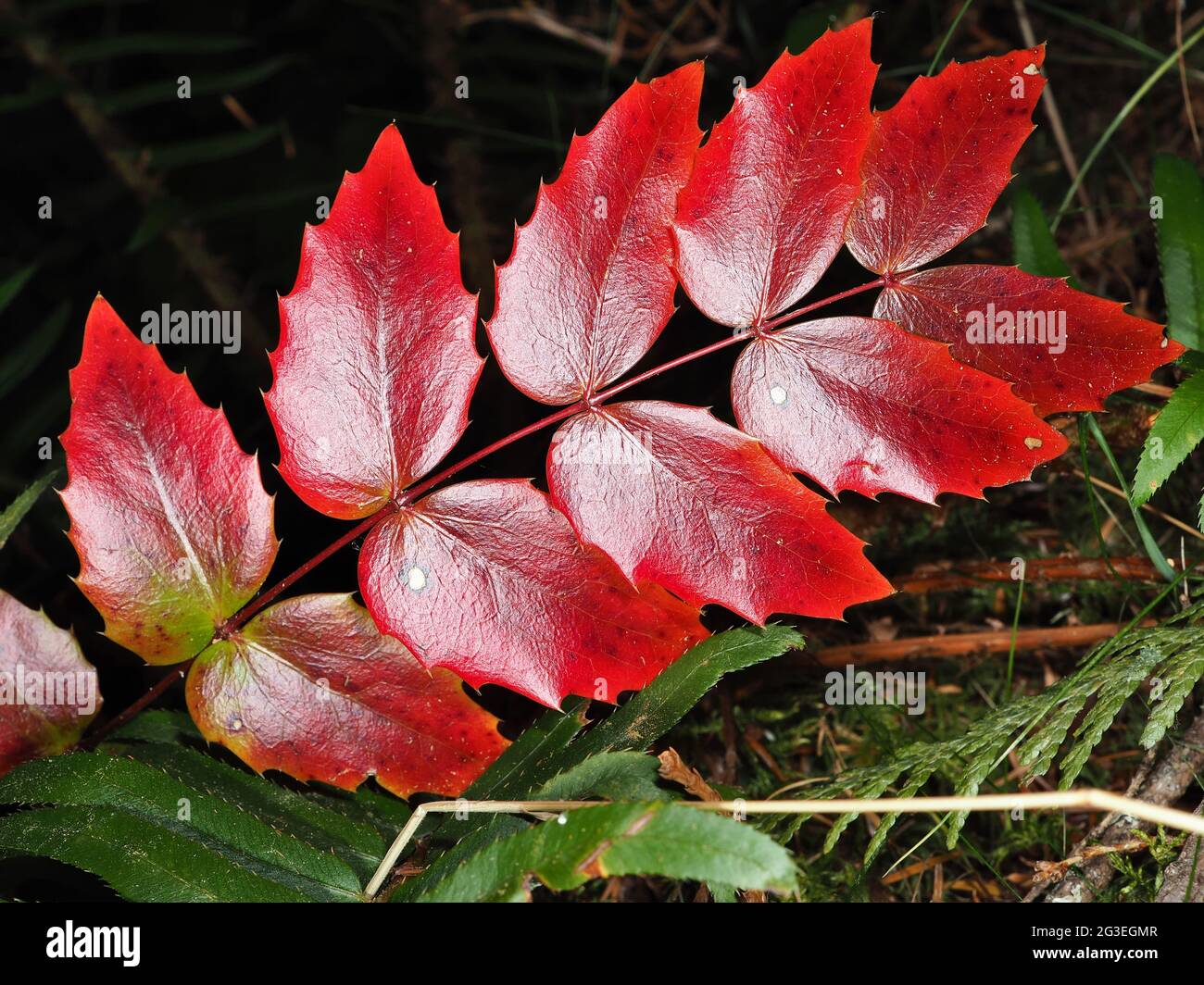 Red leaves of Oregon grape (Mahonia aquifolium) Stock Photo