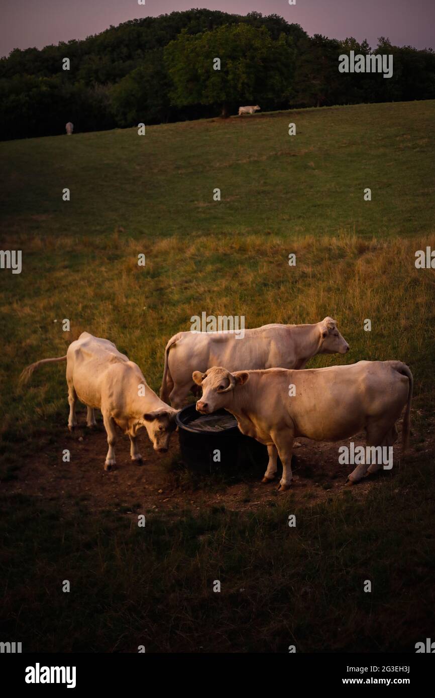 Three white cows in a summer evening Stock Photo - Alamy