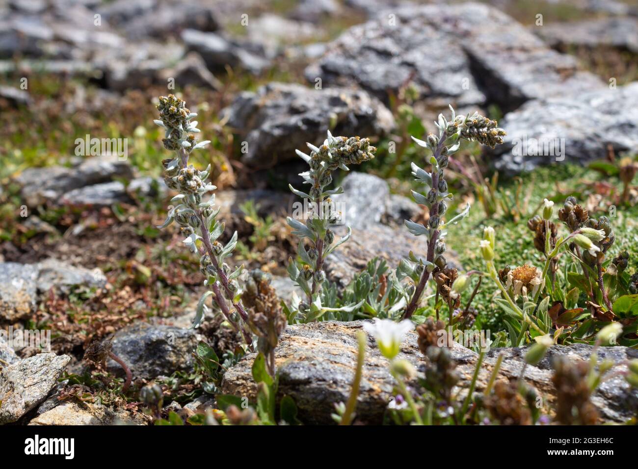 Alpine wild  flower Artemisia Genipi Weber (Artemisia Spicata) . This plant is the basis of the tonic liquor Genepi. Stock Photo