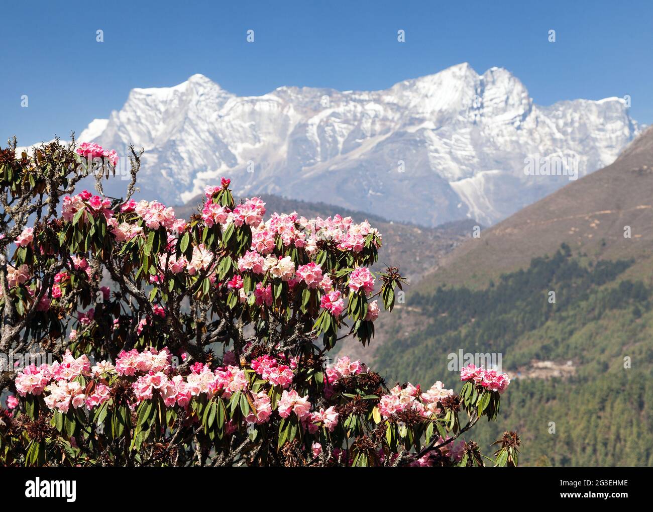 flowering rhododendron tree, springtime in himalayan mountains, mount