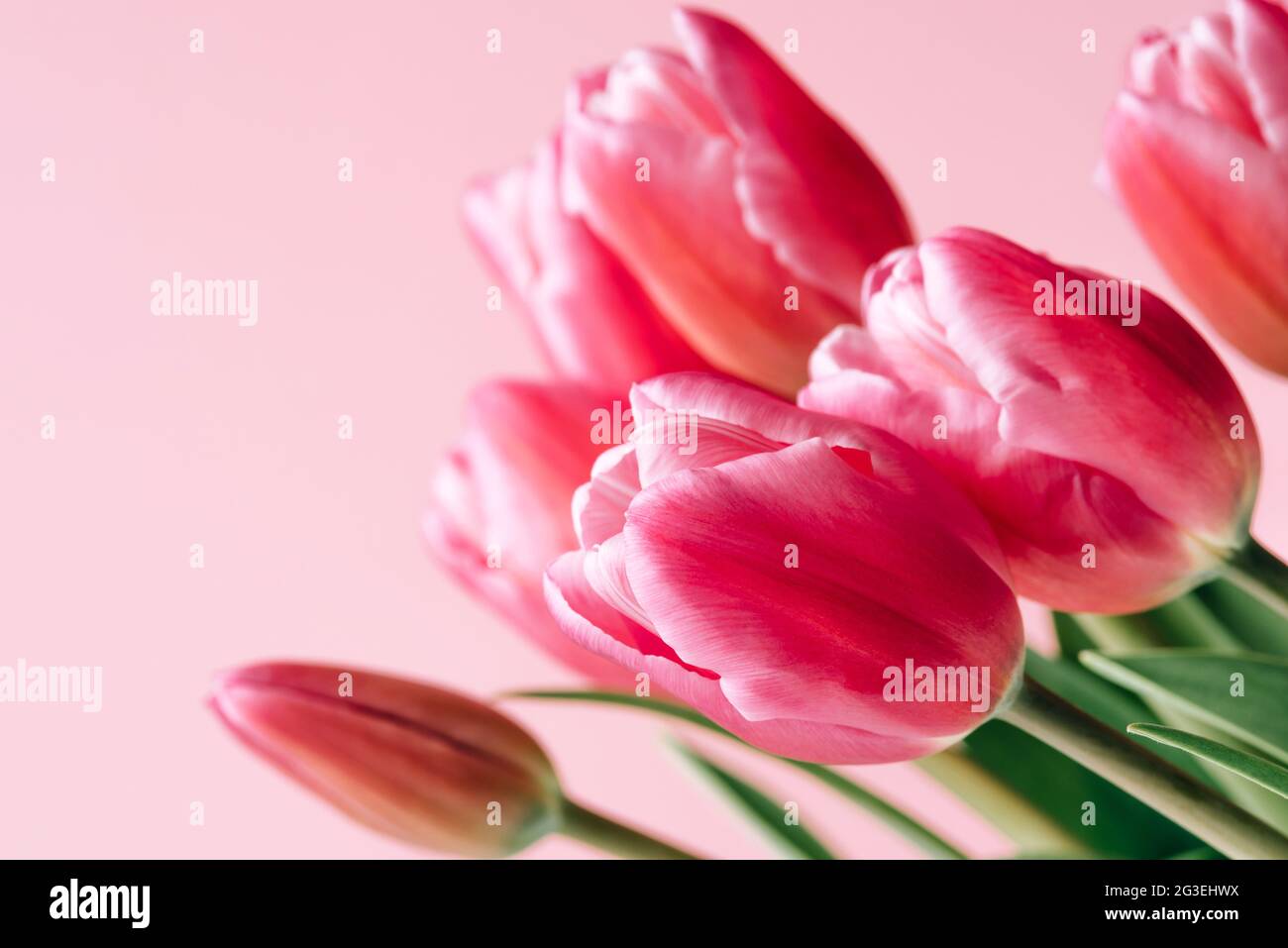 Fresh tulip flowers on a pink background Stock Photo - Alamy