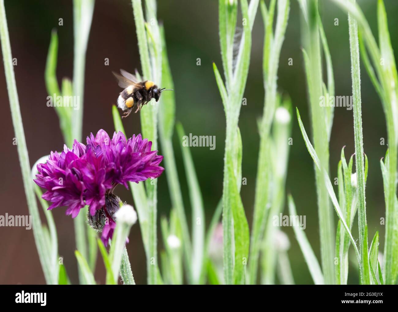 concept of bees in danger of extinction due to changes in their environment, showing a bumblebee in flight near a flower, collective focus blurred bac Stock Photo