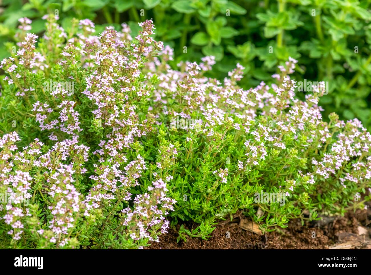 thyme in flower growing in a herb garden on a bright sunny day. Selective focus blurred background copy space top and right Stock Photo