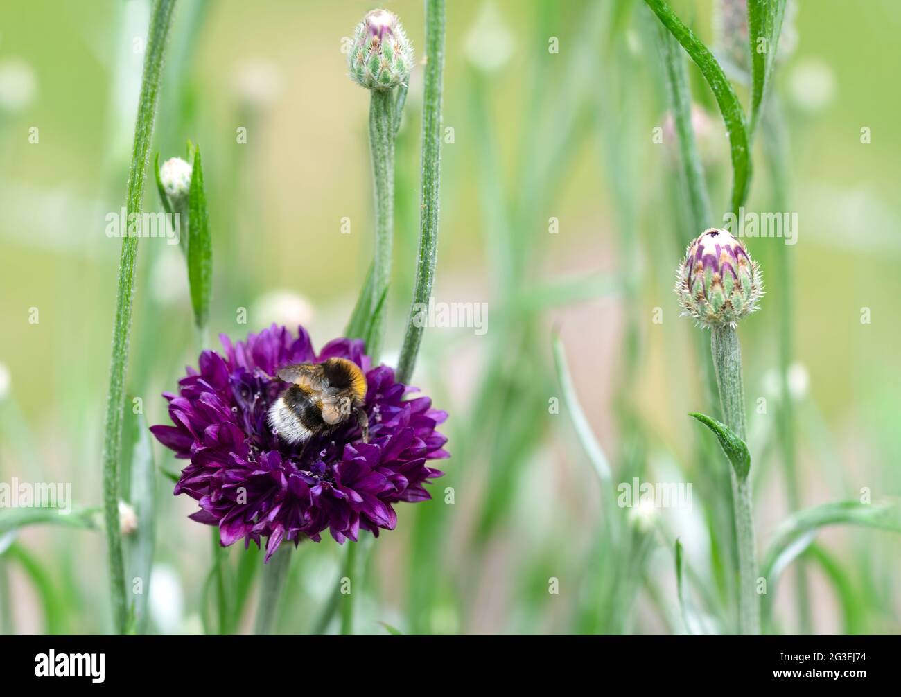 concept of bees in danger of extinction due to changes in the environment, showing a bumblebee nestled into a flower collecting pollen ,blurred backgr Stock Photo