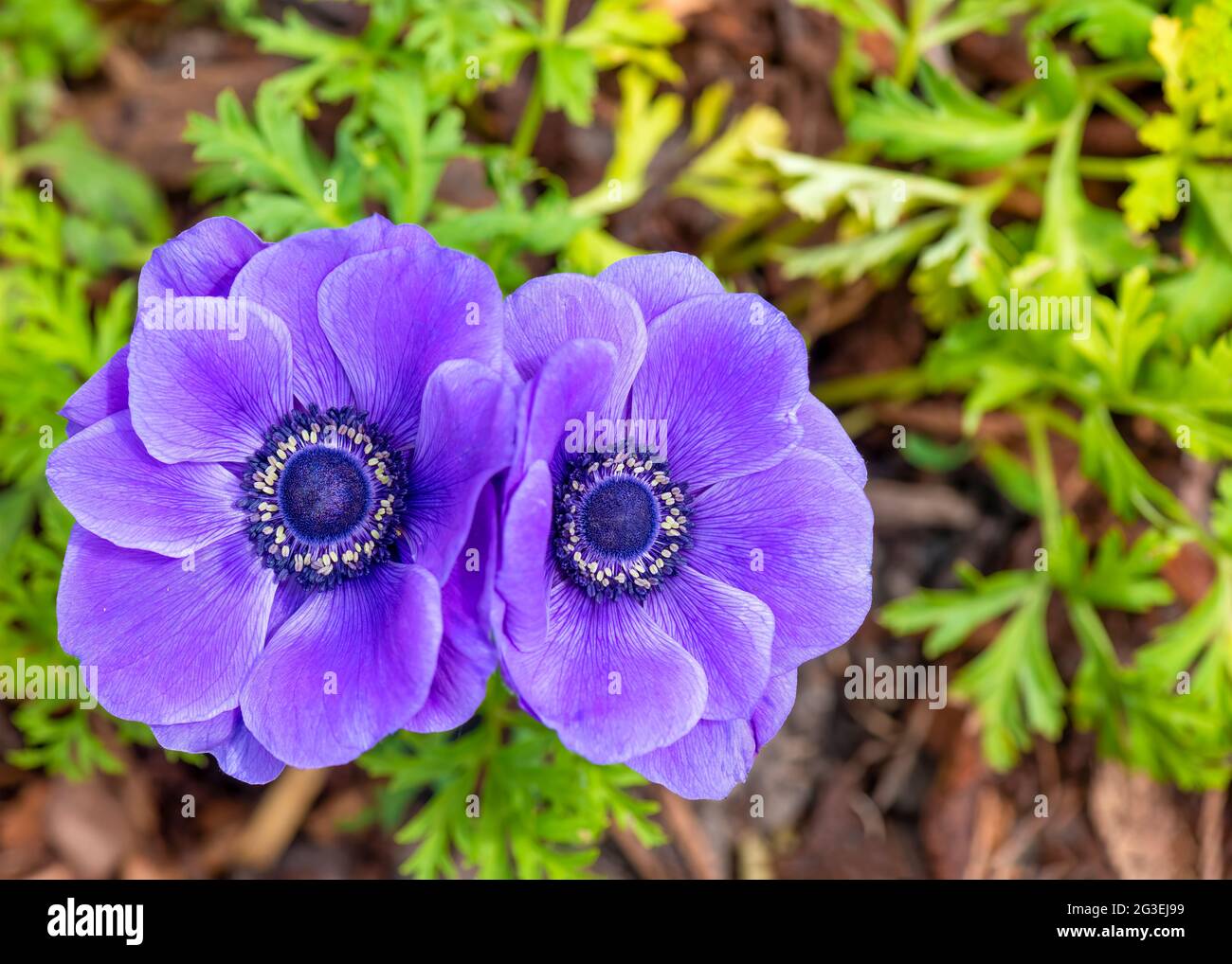 pair of beauiful puple anemone flowers , ranunculaceae family. shot close detailed pistil, blurred background selective focus copy space to the right Stock Photo